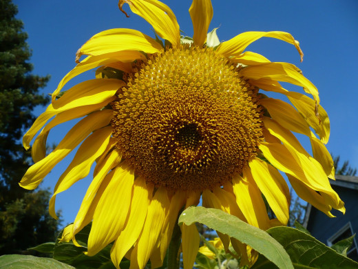 687511 (a): :1600x1200
